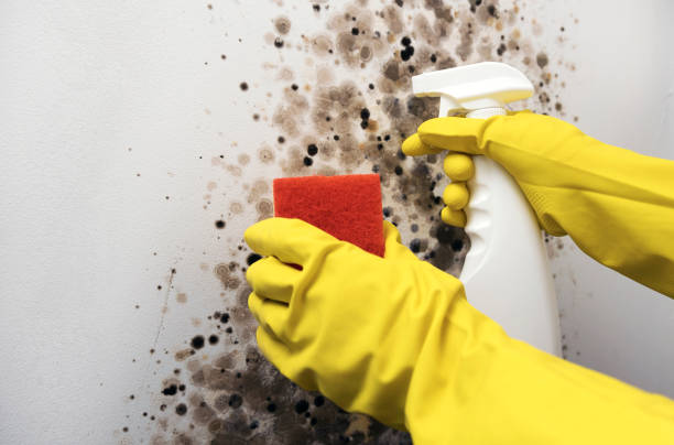 Best Attic Mold Removal  in Boiling Springs, SC